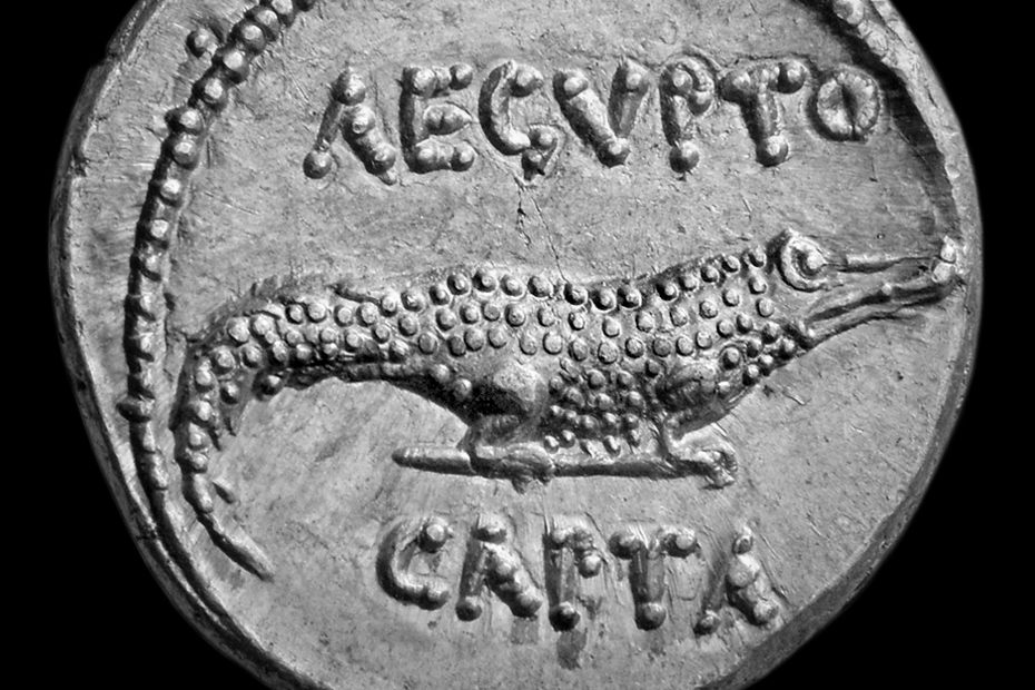 Crocodile