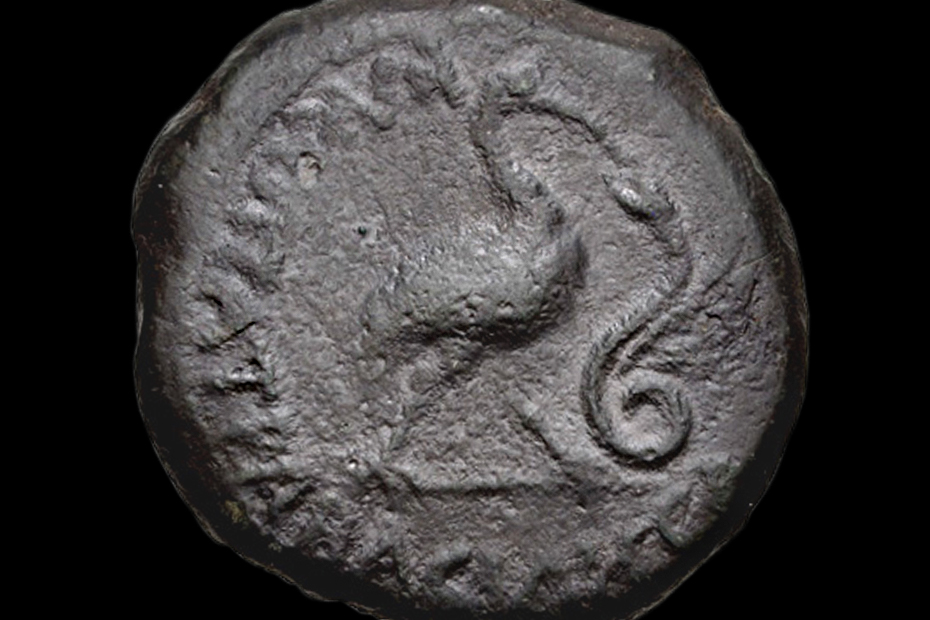 Ibis